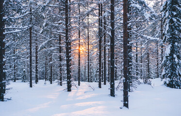 Sunbeam illuminating winter forest in morning