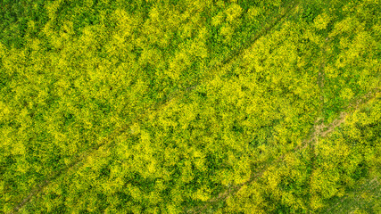 Blooming field of yellow rocket plants with tire tracks, aerial view directly above, flat abstract...