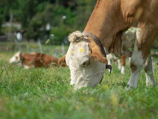 herd of cows grazes in a green meadow in the mountains in summer season