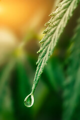 Concept of natural hemp CBD oil, cannabis CBD drop on green hemp leaf. Cannabidiol found in cannabis. Natural beautiful background with copy space