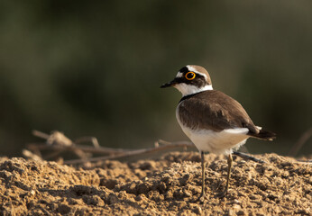 closeup of Little ringed plover, Bahrain