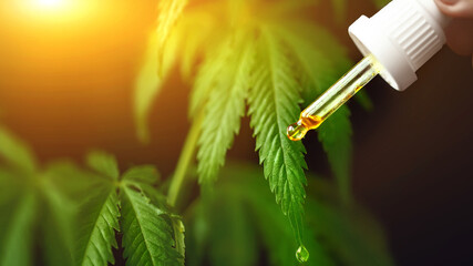 Dropper with hemp oil in the doctor's hands with CBD Cannabidiol next to the cannabis leaf and drop...