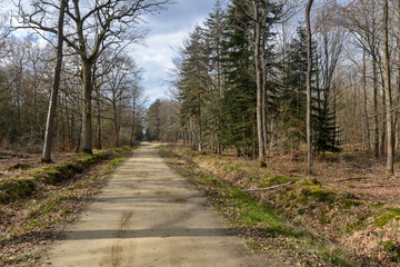 Fototapeta na wymiar Chêne pédonculé, quercus robur, hiver, forêt domaniale de Sénart, 91, Essonne