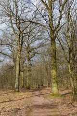 Chêne pédonculé, quercus robur, hiver, forêt domaniale de Sénart, 91, Essonne