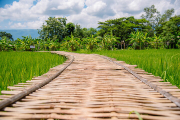 A bamboo bridge stretches in the green rice fields.