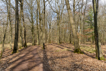 Hêtre commun, Fagus sylvatica, hiver, forêt domaniale de Sénart, 91, Essonne