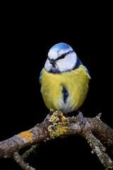 Obraz premium Bluetit (Cyanistes caeruleus) bird perched on a branch and isolated on black.