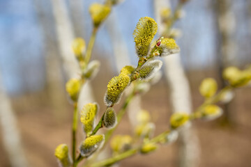 Pussy willow branches background, close-up.