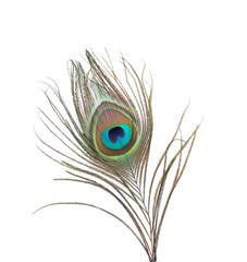 Peacock feather on white background