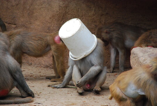 lustiger Affe