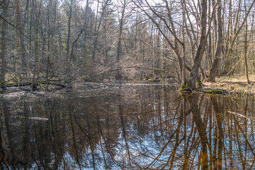 Waldsee im Frühjahr