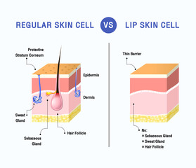 REGULAR SKIN CELL vs LIP SKIN CELL vector - obrazy, fototapety, plakaty