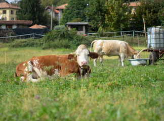 outdoor life of herd of cows in a green meadow in the mountains in summer season