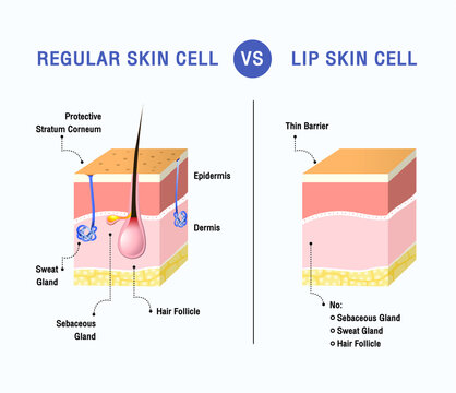 REGULAR SKIN CELL vs LIP SKIN CELL vector