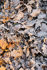 Laub Frost Herbst Blätter 
