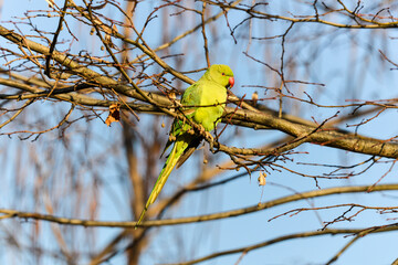 Perruche à collier,.Psittacula krameri, Rose ringed Parakeet