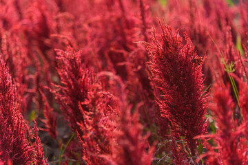 Beautiful colorful Chinese wool Flower park in sunset time
