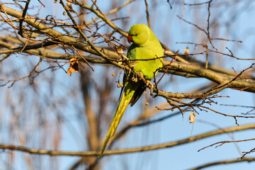 Perruche à collier,.Psittacula krameri, Rose ringed Parakeet