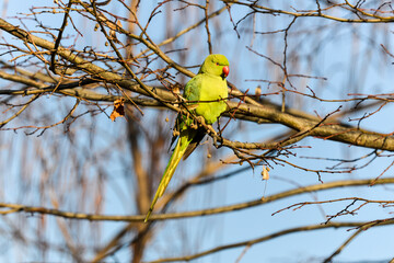 Perruche à collier,.Psittacula krameri, Rose ringed Parakeet