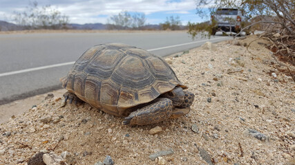 Desert Tortoise by Road
