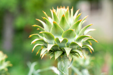 Fototapeta premium Fresh artichokes in garden, Vegetables for a healthy diet. Horticulture artichokes, close up shot of green artichokes growing in garden.
