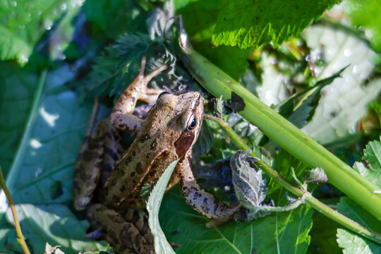 Grenouille verte dans le marais	