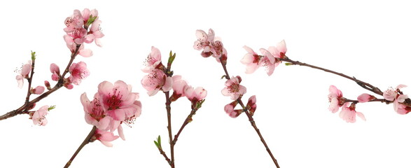 Set spring flowers isolated on white, with clipping path