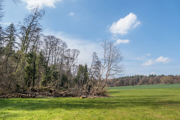 Frisch gefällte Bäume liegen am Waldrand