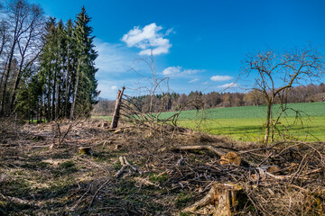 Frisch gefällte Bäume liegen am Waldrand