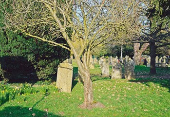 Naklejka premium Tree in churchyard cemetery