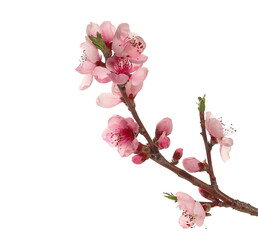 Spring flowers isolated on white, with clipping path