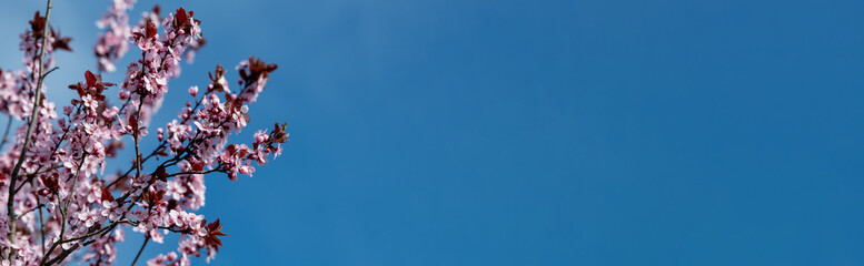 Hintergrund in blau, Himmel mit rosa farbenen Blutpflaumenzweigen - Konzept Frühling, Garten