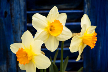 erste frühlingsbotten, schöne osterglocken vor blauen fensterläden