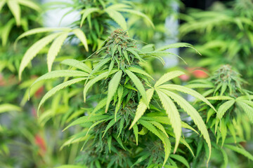 Cannabinoid hemp plant close up