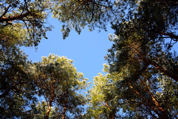 trees and sky