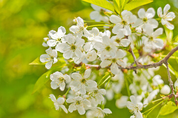 white cherry blossom