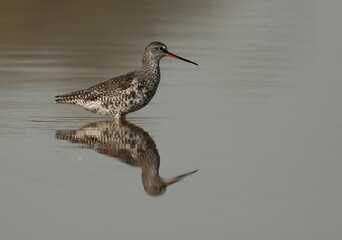 Portrait of a Spotted redshank at Asker marsh, Bahrain