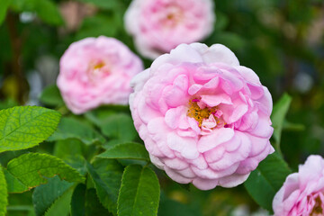 Obraz premium pink rose bush