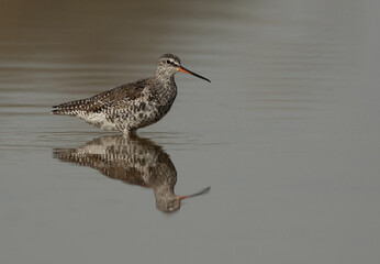 Spotted redshank at Asker marsh, Bahrain