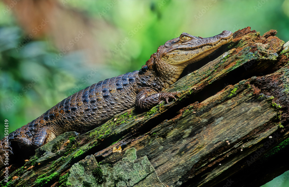 Wall mural The spectacled caiman (Caiman crocodilus), also known as the white caiman,