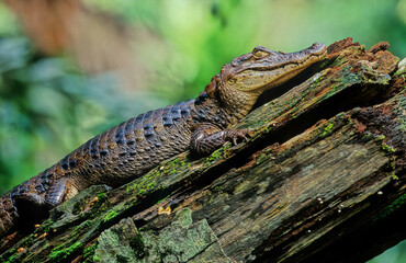 The spectacled caiman (Caiman crocodilus), also known as the white caiman,