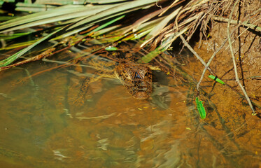 The spectacled caiman (Caiman crocodilus), also known as the white caiman,