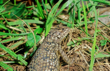 The spectacled caiman (Caiman crocodilus), also known as the white caiman,