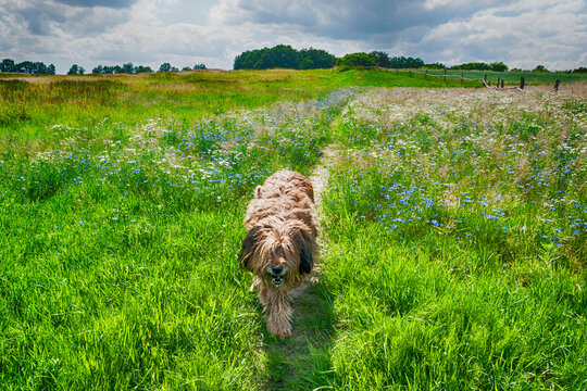 Briard dog walking through a meadow of wildflowers, Poland