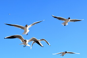 seagulls in the sky