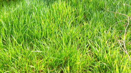 Un-cut garden grass lawn in the spring sunshine