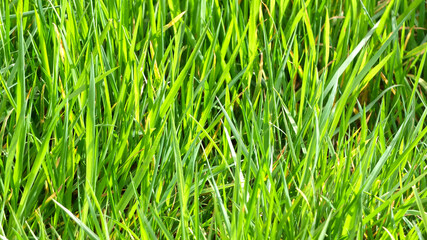 Un-cut garden grass lawn in the spring sunshine