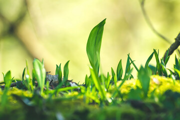 Close-up to young Allium ursinum spread around the forest. Fresh green colour and green blurry background. Natural medicines and holistic therapies. 