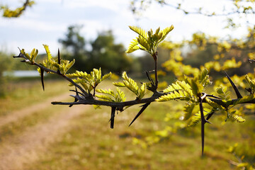 Acacia pennata (Climbing wattle, Acacia, Cha-om). Showing the soft green shoots sprouting out of thorny trunk