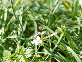 Bombylius major ou grand bombyle en vol stationnaire avec ses longues pattes pendantes